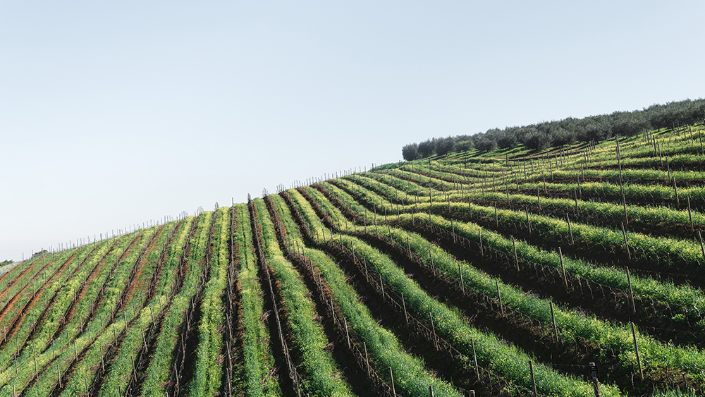 vinhos bons e baratos