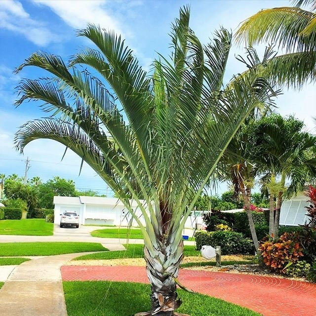 tipos de palmeiras