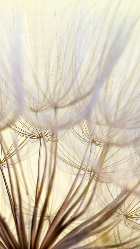 dandelion wallpaper